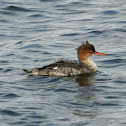 Red-breasted Merganser