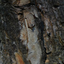 Worker Ant
