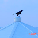 Carib grackle