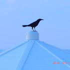 Carib grackle