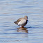 Redshank; Archibebe Común