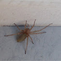 Mediterranean recluse spider???