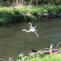 Blue heron