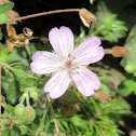 Wild Geranium