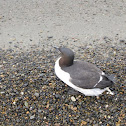 Thick-billed Murre