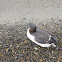Thick-billed Murre
