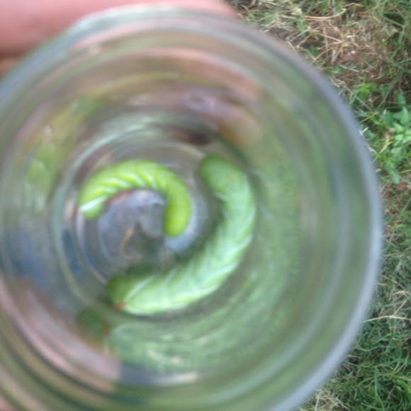 Spotting Image 1