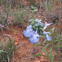 Blue Sage