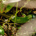 Iberian Emerald Lizard