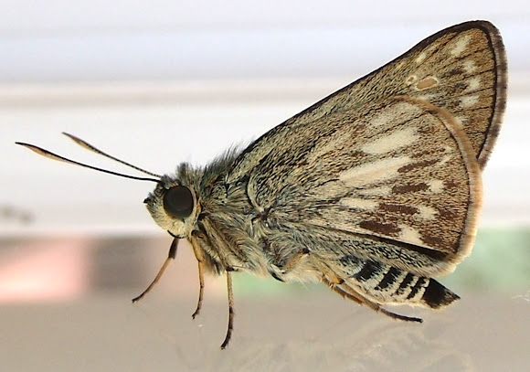 Spotting Image 1