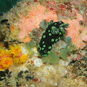 Nembrotha cristata