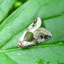 Black-dotted Maliattha
