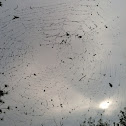 Spider web