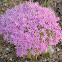 Mountain Pink