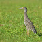 yellow crowned night heron (juvenile)