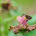 Long-tailed Skipper