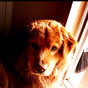 Oscar