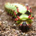 Caterpillar
