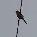 Hooded Oriole