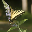 The Old World Swallowtail Butterfly