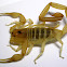 common striped scorpion (pantheriensis morph)