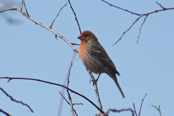 House Finch | Project Noah