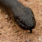 Black-headed Python