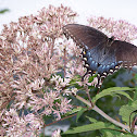 Blue Swallowtail Butterfly
