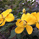 Winter Cassia (aka Butterfly Bush)