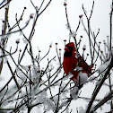Northern Cardinal