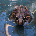 Striped Marsh Frog