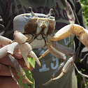 Crab