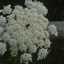 Queen Anne's Lace