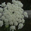 Queen Anne's Lace