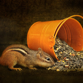 Autumn Chipmunk by Pat Abbott - Photoshop Art Things ( animals, wildlife, chipmunks )