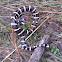 King snake