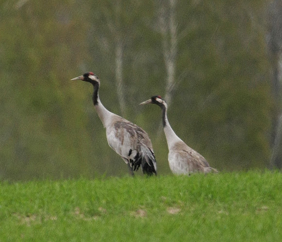 Spotting Image 1