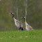 Eurasian Crane