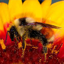 Hunt's Bumblebee