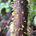 Yellow Clubs