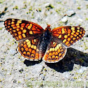 Hoffman's Checkerspot