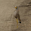 African Wattled-Lapwing