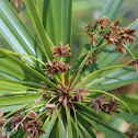 Umbrella Sedge
