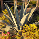 American aloe, Century Plant