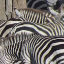 Plains zebra