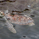 Loggerhead Sea Turtles