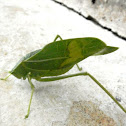 Leaf Katydid