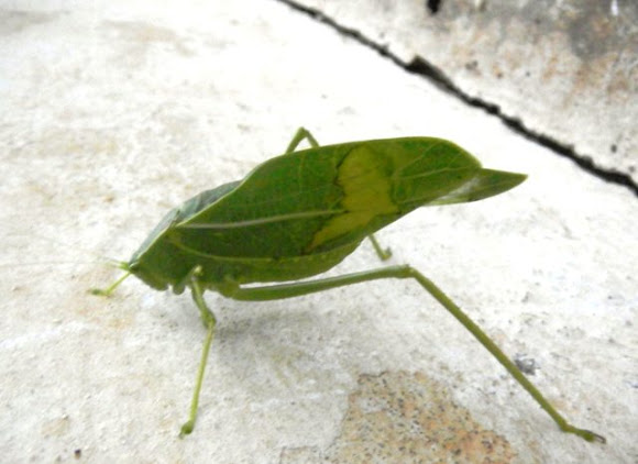 Spotting Image 1