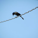 Common Grackle