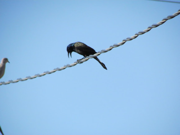 Spotting Image 1